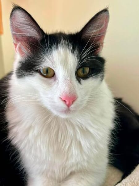 Zephyr & Kiki Verspieltes Dreamteam sucht  Familie