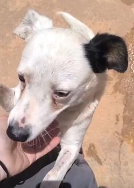 Kira16, die Anhängliche, sucht Zuhause - NEUIGKEITEN!!!