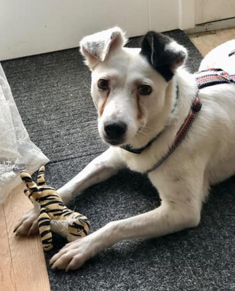 Kira16, die Anhängliche, sucht Zuhause - NEUIGKEITEN!!!