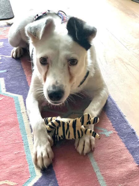 Kira16, die Anhängliche, sucht Zuhause - NEUIGKEITEN!!!