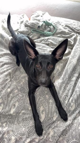 🐾 Ria sucht ihre Menschen