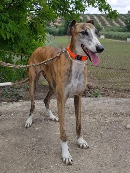 Jupiter - Traumgalgo sucht Traumzuhause