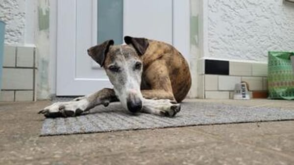 Jupiter - Traumgalgo sucht Traumzuhause