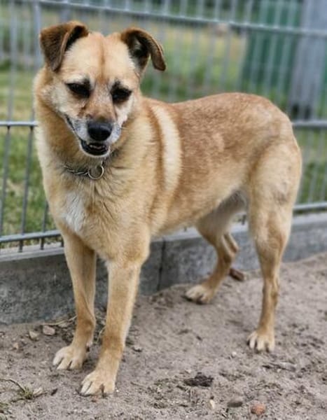 Lilo sucht ein Zuhause