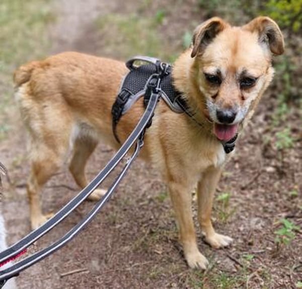 Lilo sucht ein Zuhause