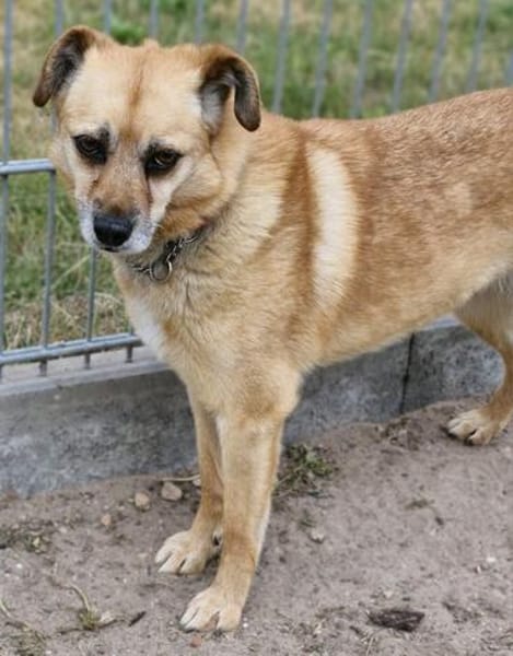 Lilo sucht ein Zuhause