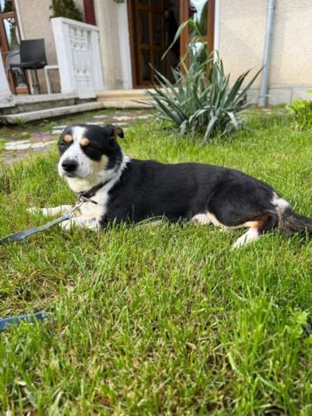 Frohnatur Buddy sucht liebevolle Familie