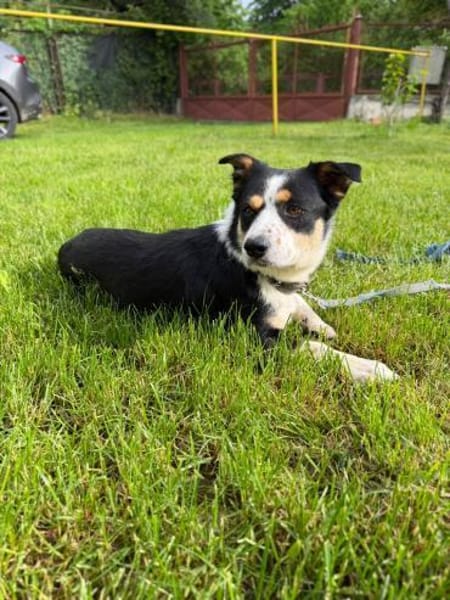 Frohnatur Buddy sucht liebevolle Familie