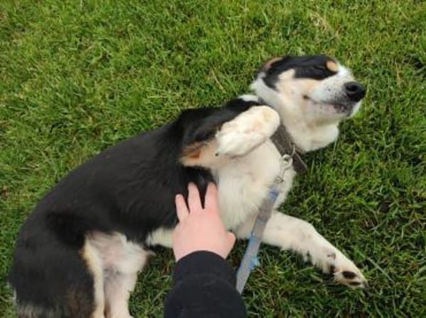 Frohnatur Buddy sucht liebevolle Familie