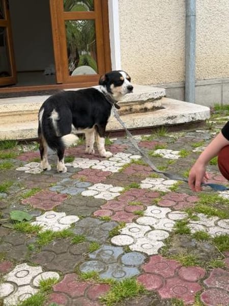 Frohnatur Buddy sucht liebevolle Familie