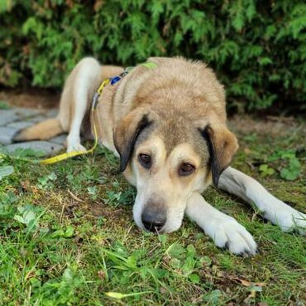 Collie-Mix Vicky -ein sanftes und wunderschönes Wesen