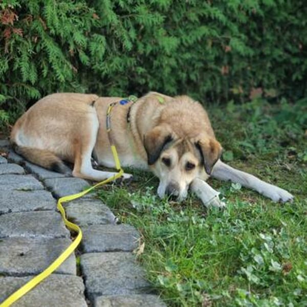 Collie-Mix Vicky -ein sanftes und wunderschönes Wesen