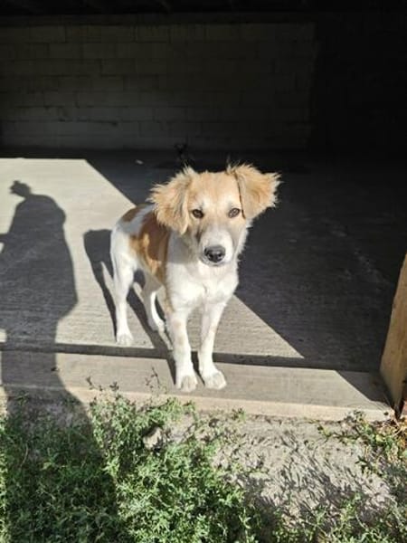 Verspielter Junghund Codrut sucht Zuhause