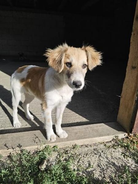 Verspielter Junghund Codrut sucht Zuhause