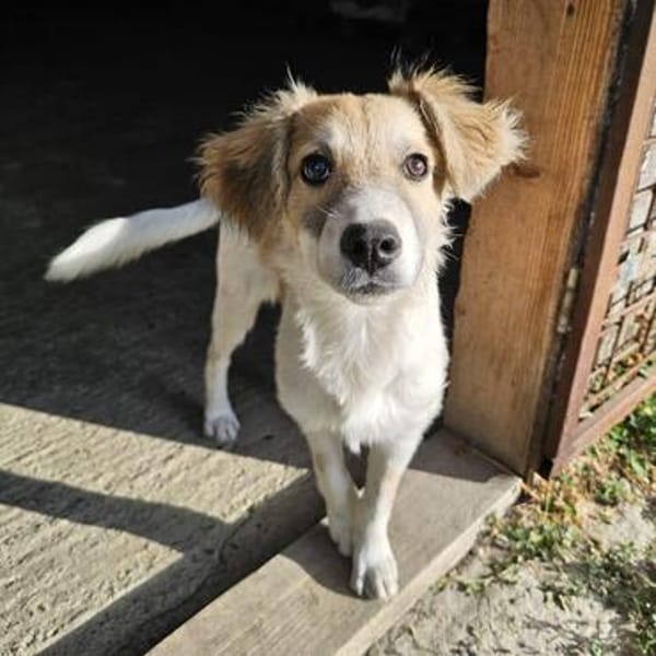Verspielter Junghund Codrut sucht Zuhause