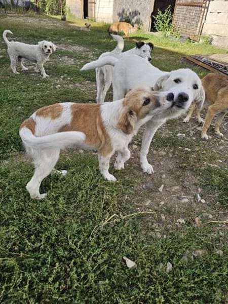 Verspielter Junghund Codrut sucht Zuhause