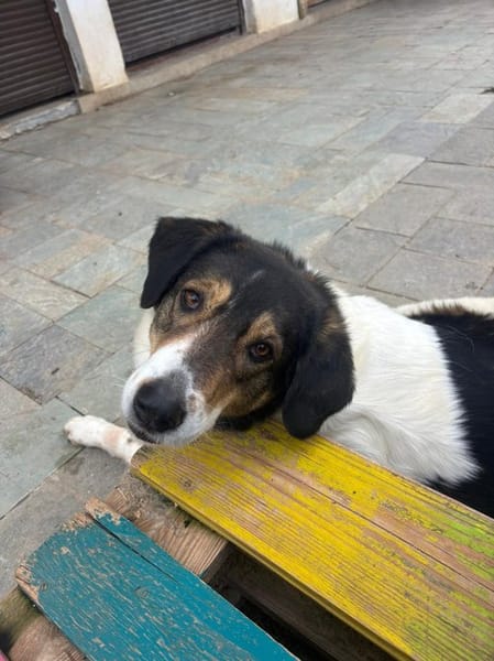 Piper