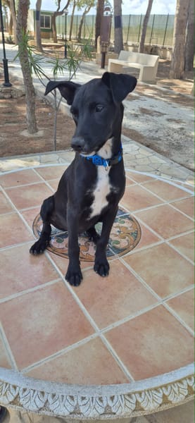 NEO (Martina)