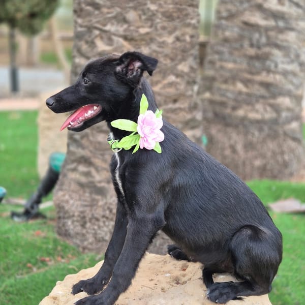 MOANA (Martina)