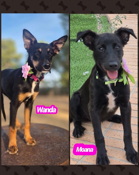 WANDA (Martina)