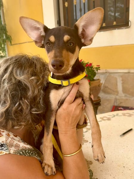 LOLA (Martina)