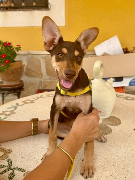 LOLA (Martina)