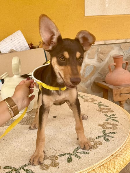 LOLA (Martina)