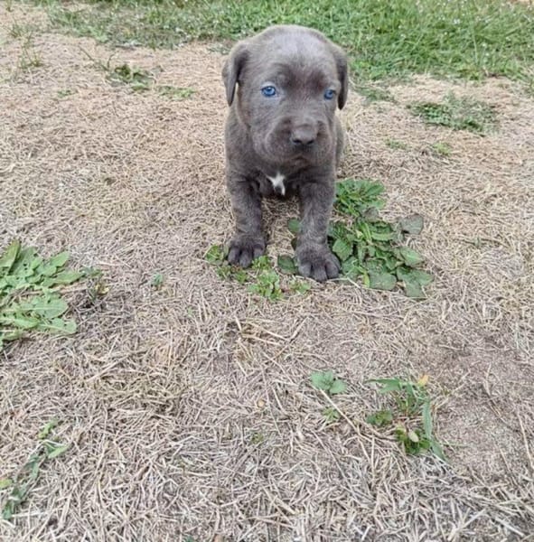 Max