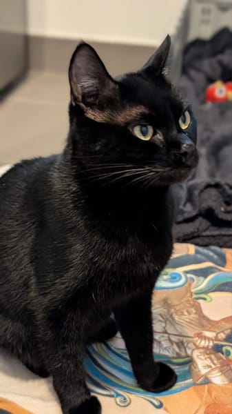 Ama