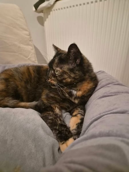 DUCHESSE