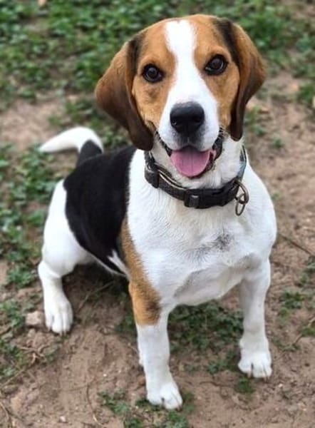 Rocky  ein echter Kerl mit Lernbedarf