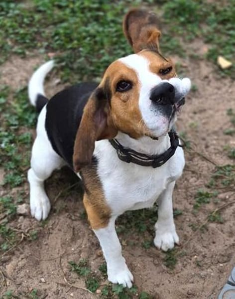 Rocky  ein echter Kerl mit Lernbedarf