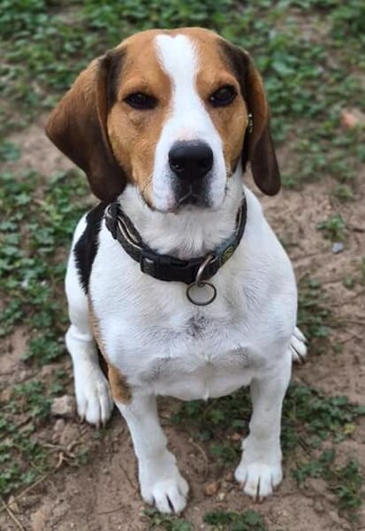 Rocky  ein echter Kerl mit Lernbedarf
