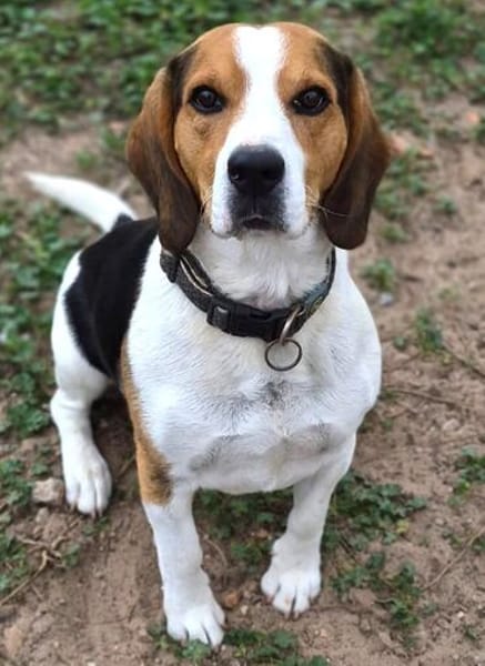 Rocky  ein echter Kerl mit Lernbedarf