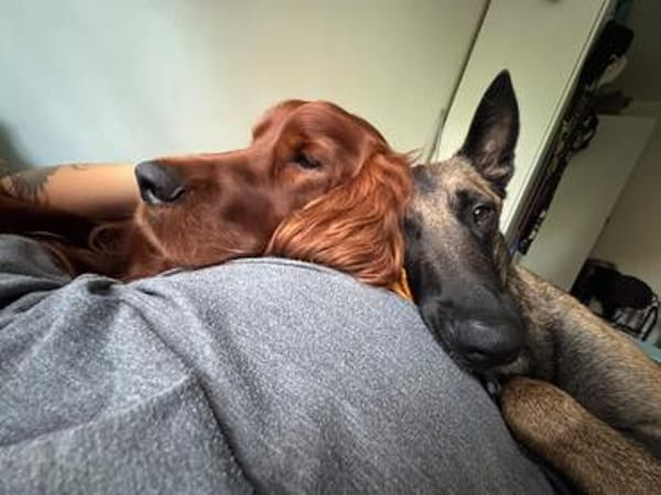 Toller Irish Setter Glenn sucht neues Zuhause