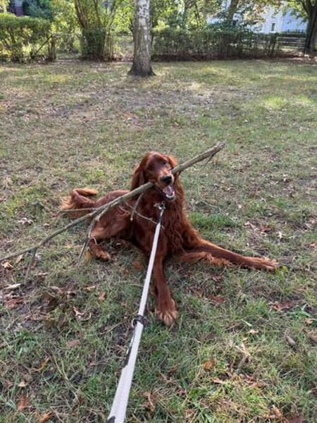 Toller Irish Setter Glenn sucht neues Zuhause
