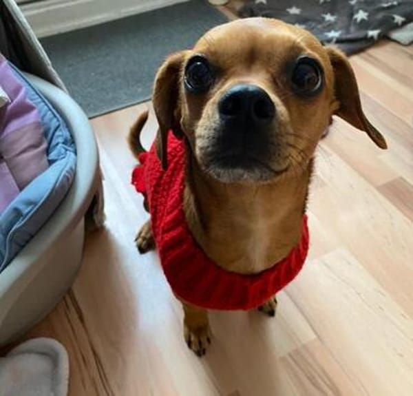 Maja sucht ein Zuhause