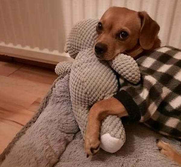 Maja sucht ein Zuhause