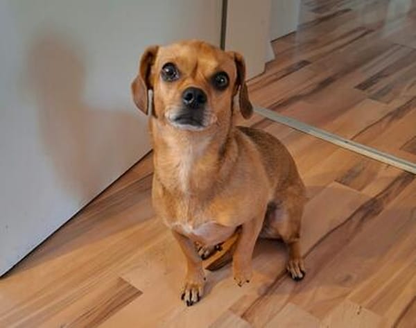 Maja sucht ein Zuhause