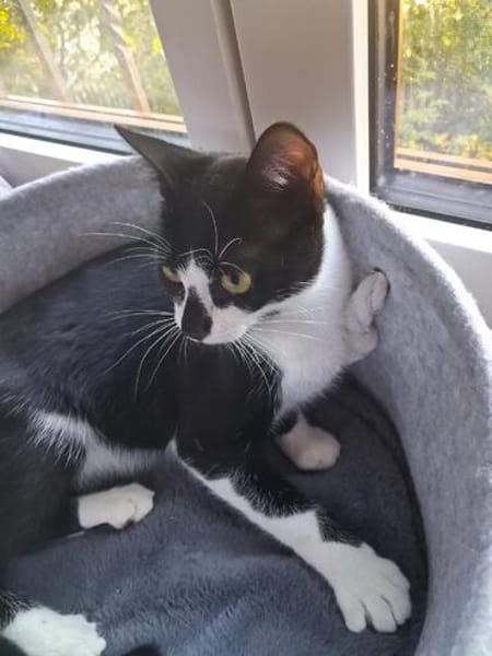 Albi  junges Kitten sucht liebevolles Zuhause