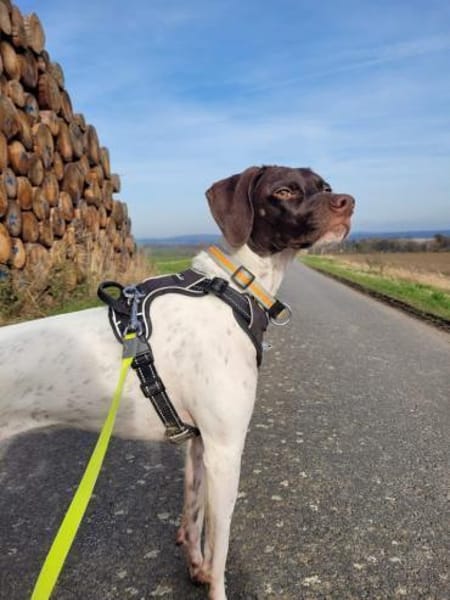Lottie - Wirbelwind sucht Neustart