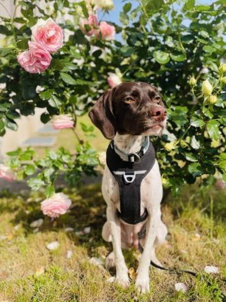 Lottie - Wirbelwind sucht Neustart