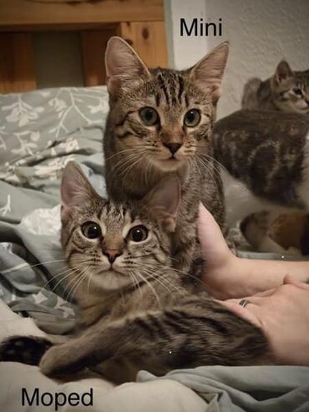 Vermittlungshilfe Kitten