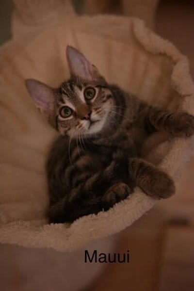 Vermittlungshilfe Kitten