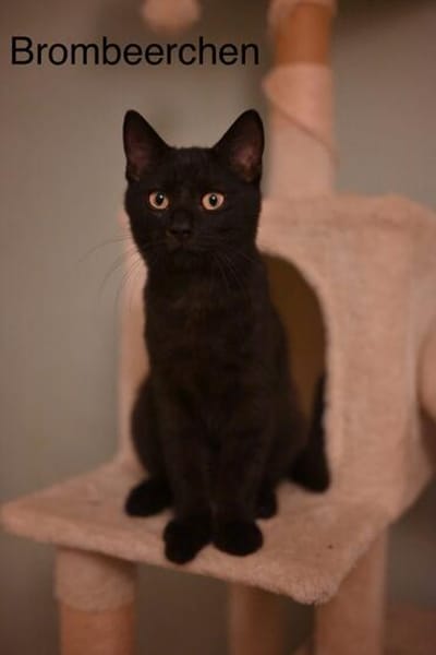 Vermittlungshilfe Kitten