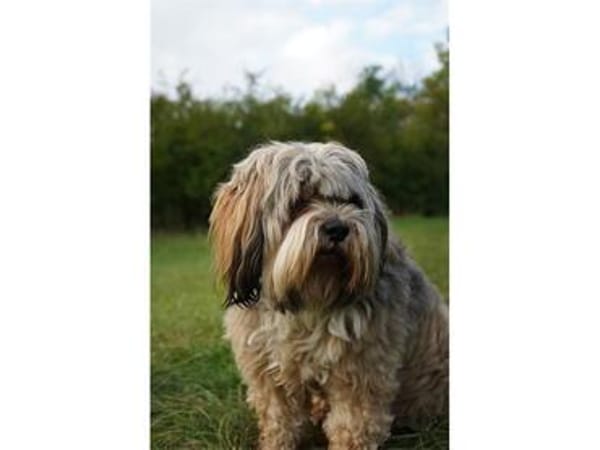Frodo - wartet in 99310 Arnstadt