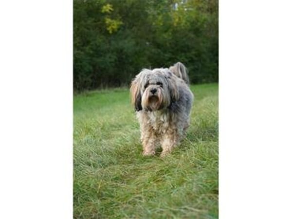 Frodo - wartet in 99310 Arnstadt