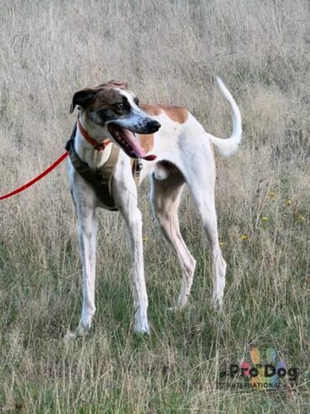 Traumhund Dante sucht neues Zuhause