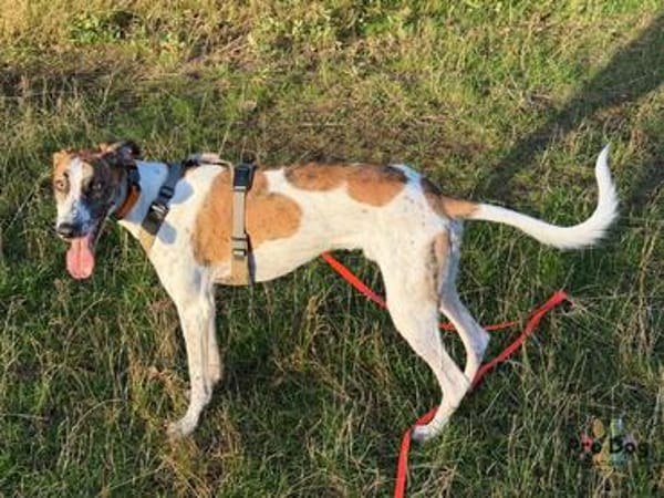 Traumhund Dante sucht neues Zuhause