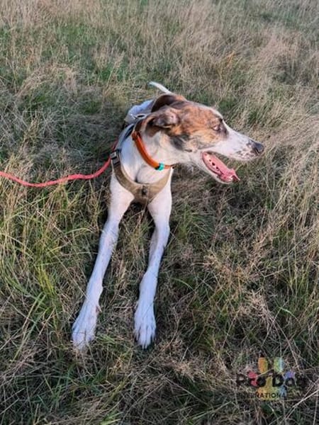 Traumhund Dante sucht neues Zuhause